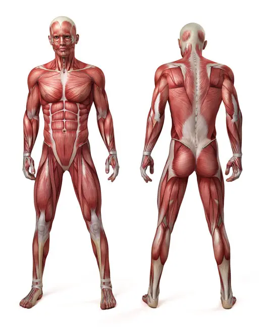 Corso di Anatomia del Massaggio con l'Accademia Oligenesi