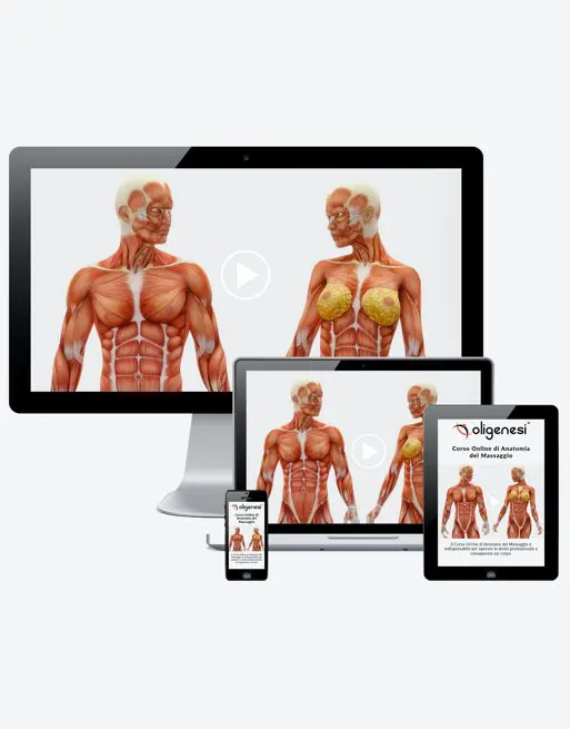 Video Corso Online su Anatomia del Massaggio