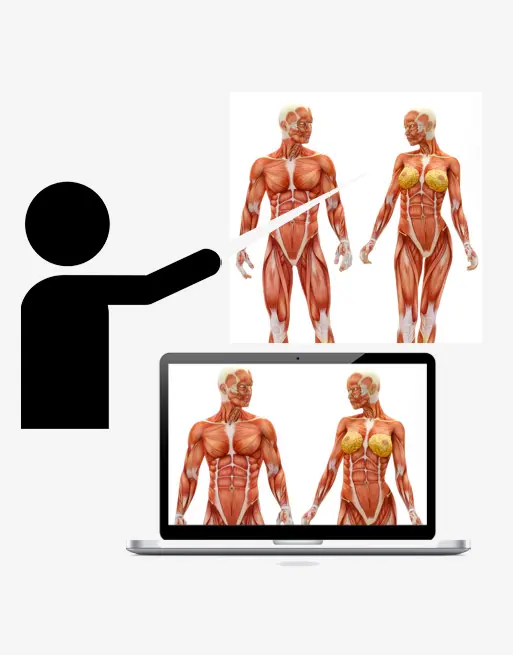 Corso Online di Anatomia del Massaggio in Videoconferenza