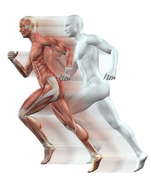 Video Corso Online di Anatomia del Massaggio II Livello dell'Accademia Olistica Oligenesi