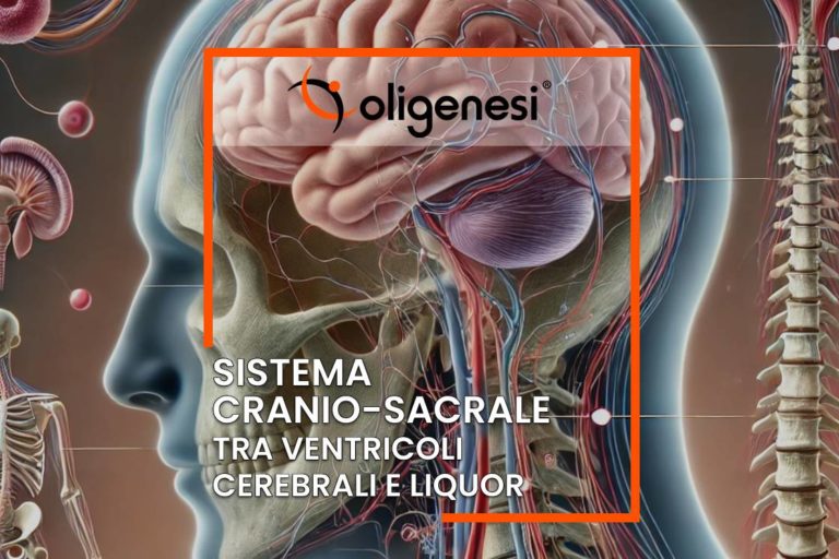 Scopri di più sull'articolo Sistema Cranio-Sacrale: alla Scoperta dei Ventricoli Cerebrali e del Liquor